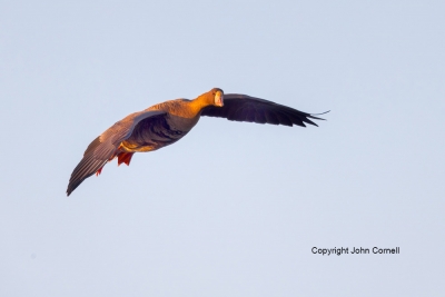 Anser-albifrons;Flying-Bird;Greater-White-fronted-Goose;One;Photography;White-fr